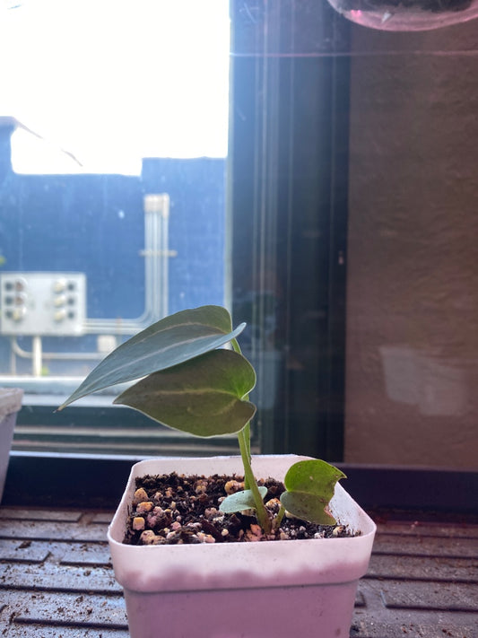 Anthurium noID '2x seedling' (#472201855)