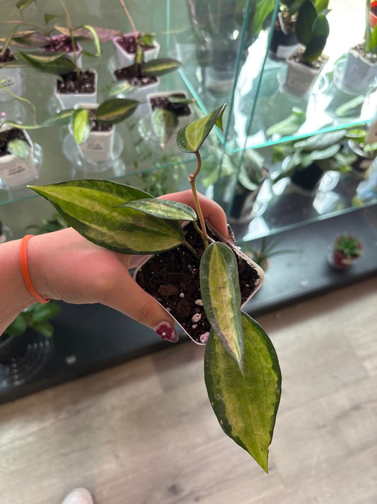 Hoya macrophylla 'Pot of Gold' (#239373402)