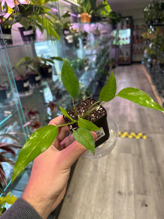 Epipremnum Aureum 'Skeleton Key' (#758280940)