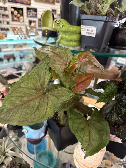 Syngonium Cv. 'Strawberry Ice' (#090360921)