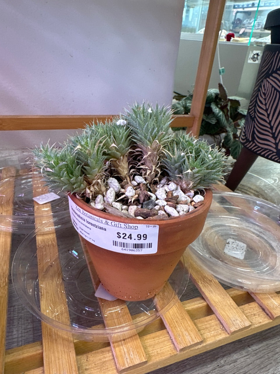 Deutercohnia lorentziana (#641906357)