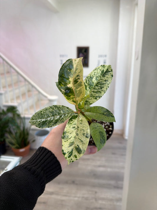 Ficus Cv. 'Shivereana' (#014794931)