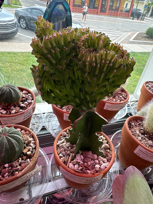 Euphorbia lactea 'Mermaid Tail Yellow' (#712047951)
