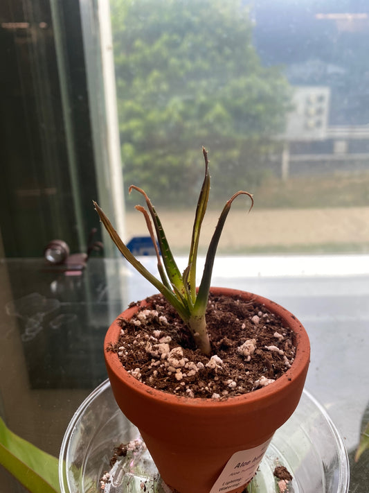 Aloe humilis hybrid 'Solar Flare' (#479716881)