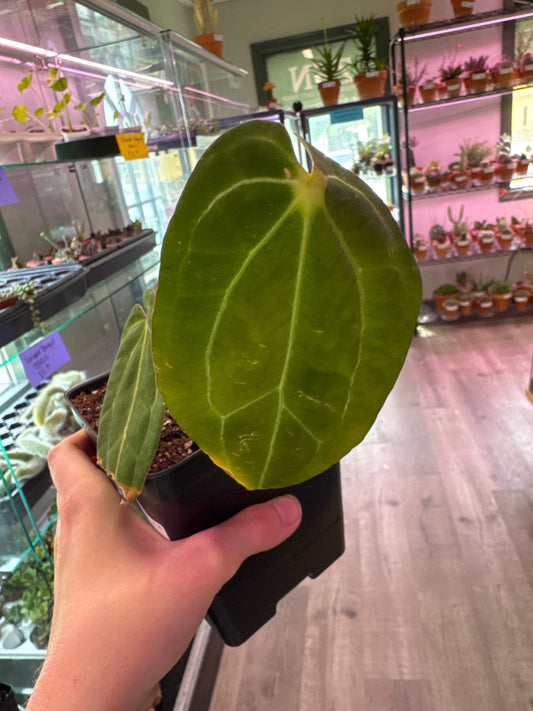 Anthurium noID (#397742416)