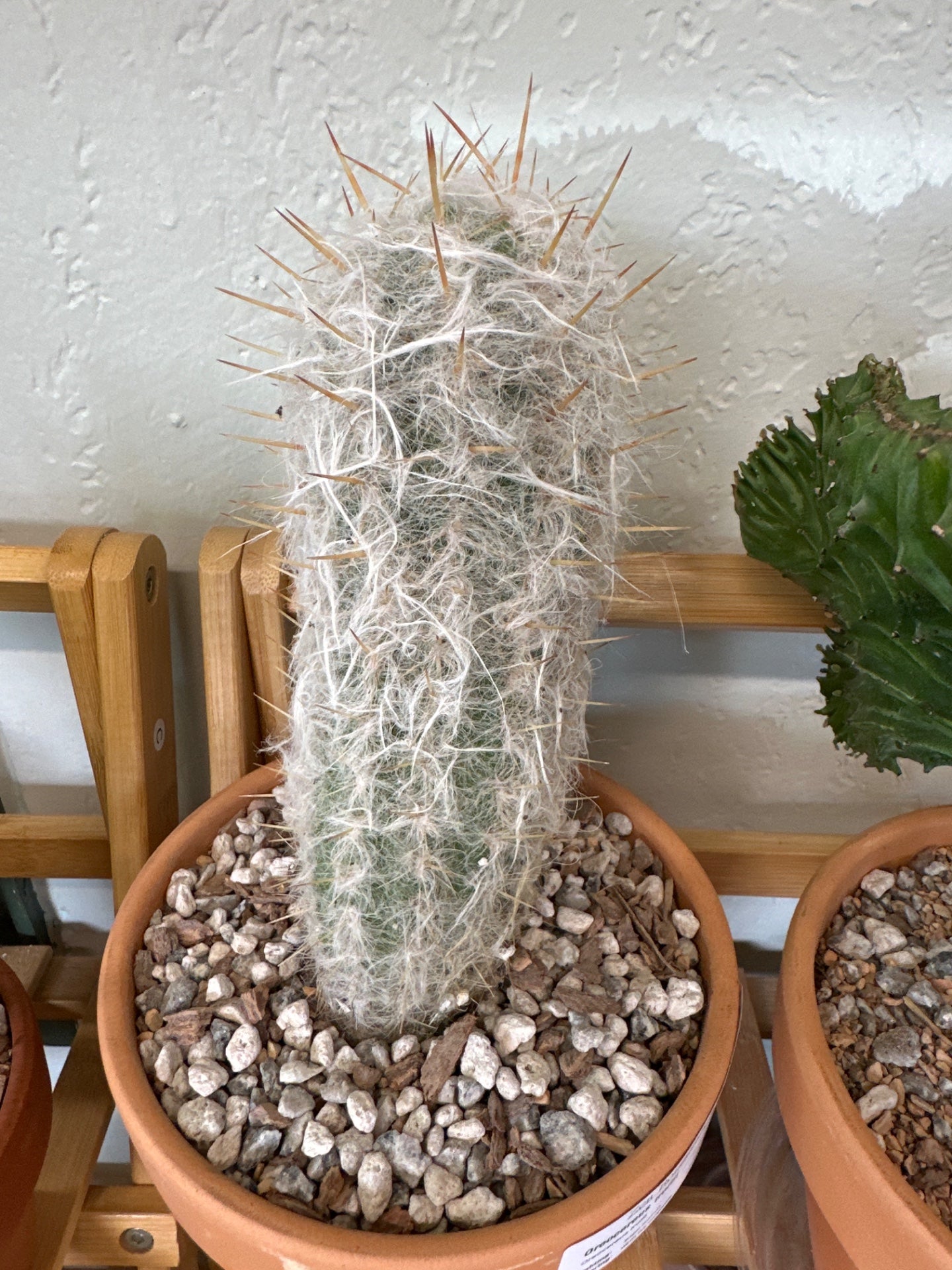 Oreocereus trollii (#729706620)