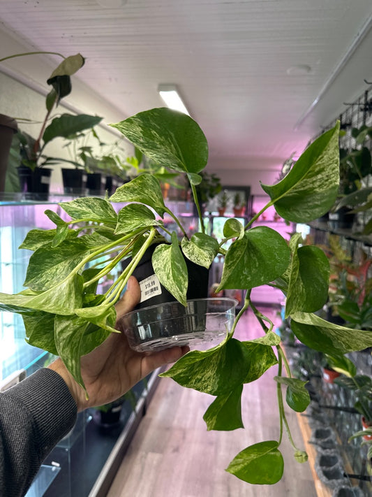 Epipremnum Aureum 'Marble Queen' (#872233175)