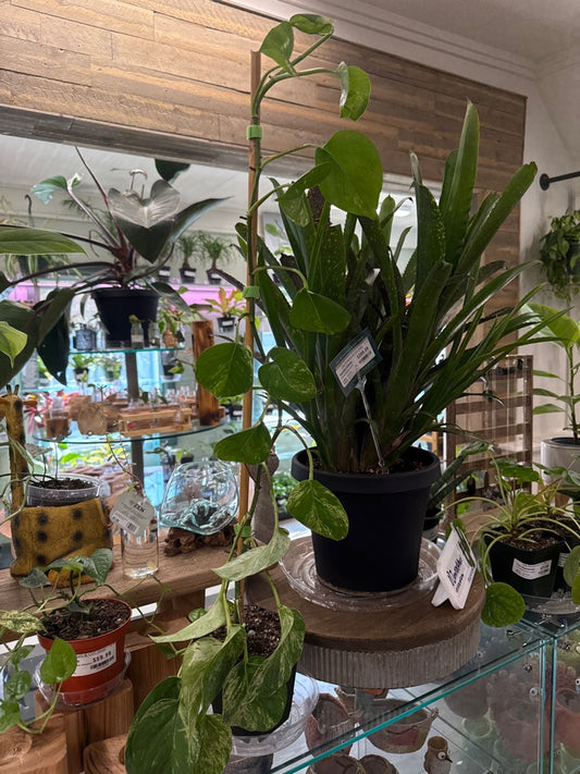 Epipremnum Aureum 'Marble Queen' (#989525573)