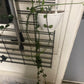 Ceropegia sandersonii 'parachute plant' (#536909880)