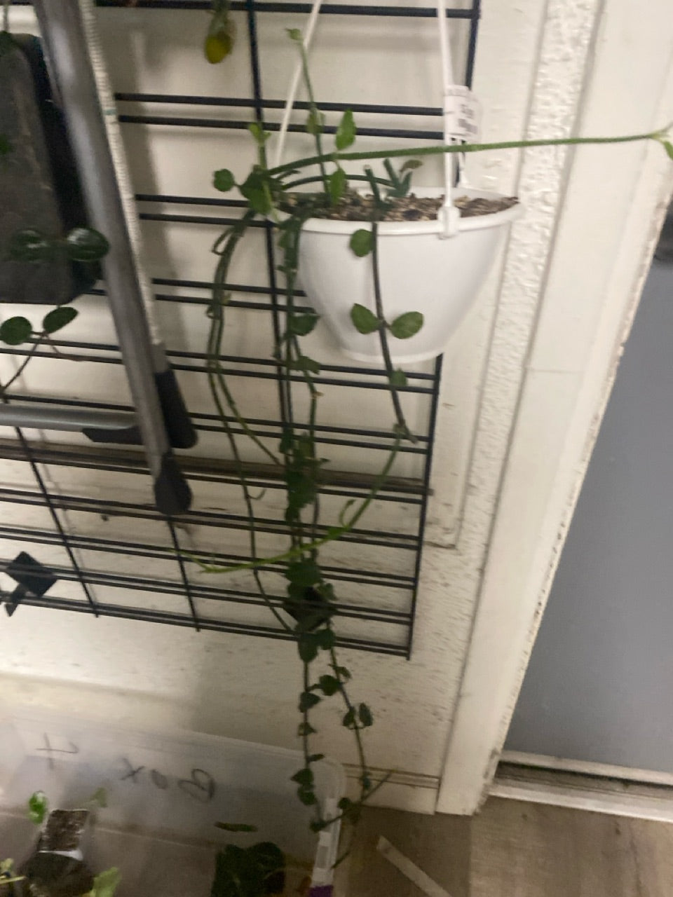 Ceropegia sandersonii 'parachute plant' (#536909880)