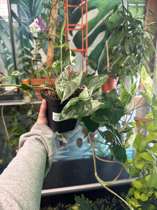 Syngonium Podophyllum 'Albo' (#608597345)