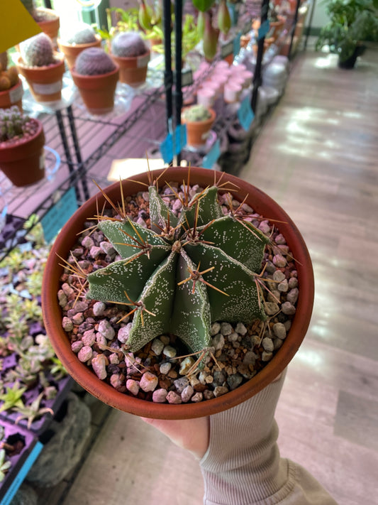 Astrophytum ornatum (5") [ID #54429749]