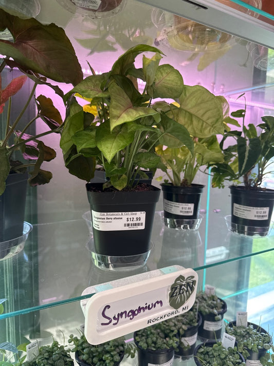 Syngonium Berry allusion (#949781131)