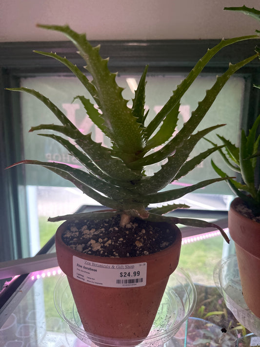 Aloe dorotheae (#616421894)