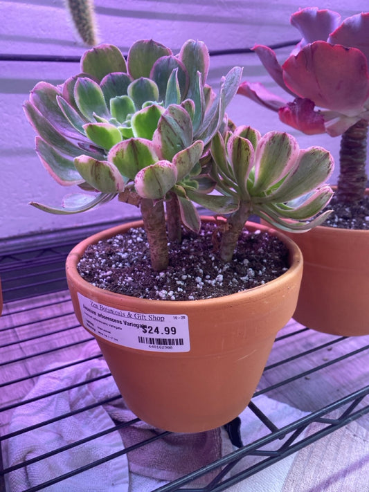 Aeonium arborescens Variegata (#648162900)