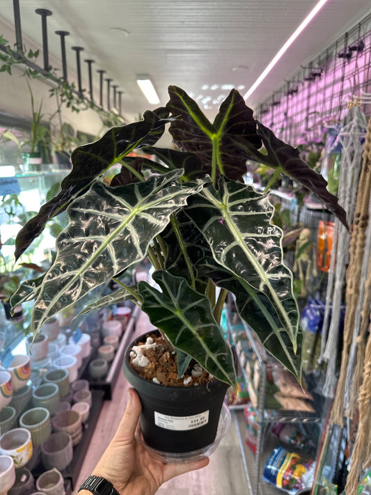 Alocasia polly (#131957535289)