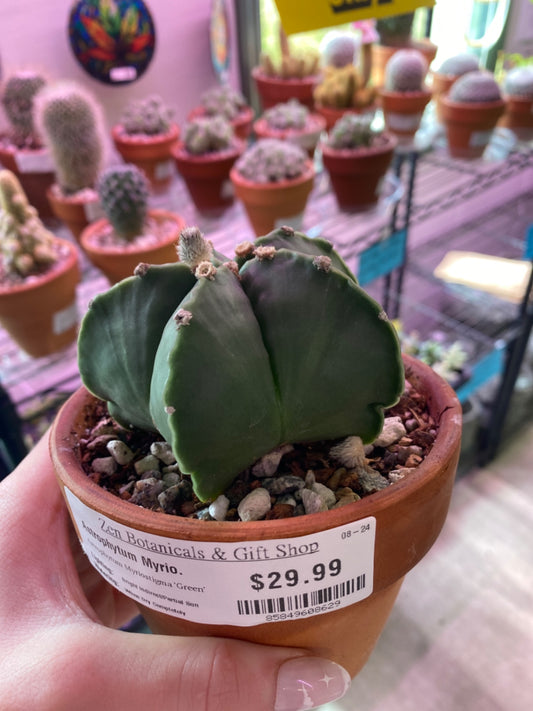 Astrophytum Myriostigma 'Green' (4") [ID #85849608629]