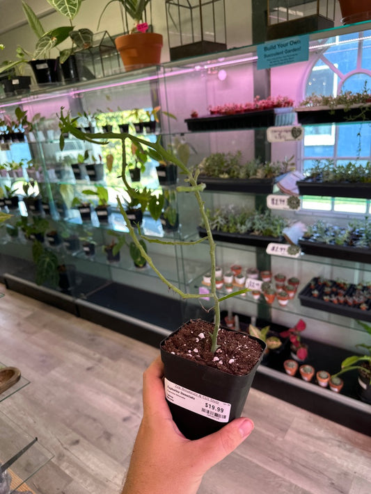 Euphorbia Stenoclada (#109203729)