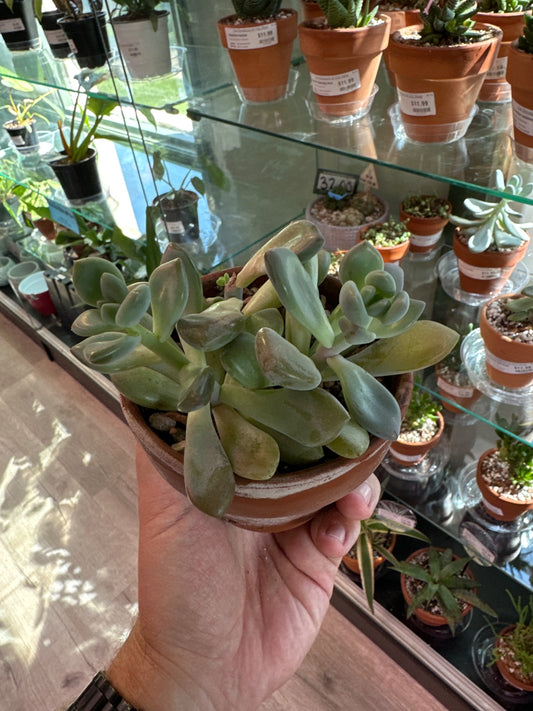 Echeveria opalina (4" Clay Pot) [ID #62184329]