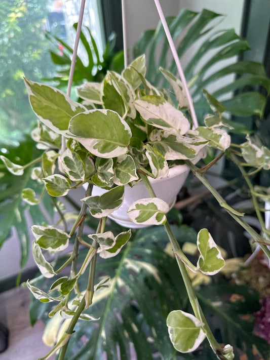 Epipremnum Aureum 'Njoy' (#245790251)