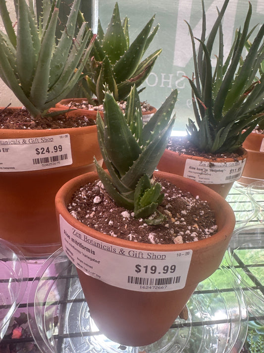 Aloe mitriformis 'Variegated' (#162472667)