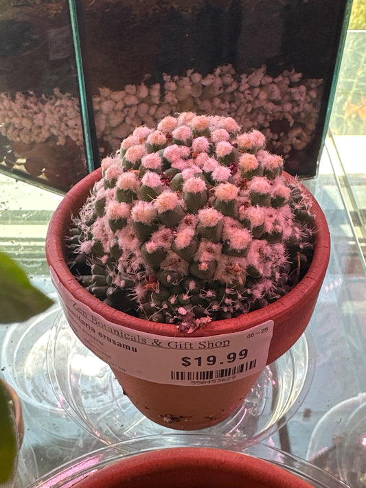 Mammilaria erusamu (#550453629)