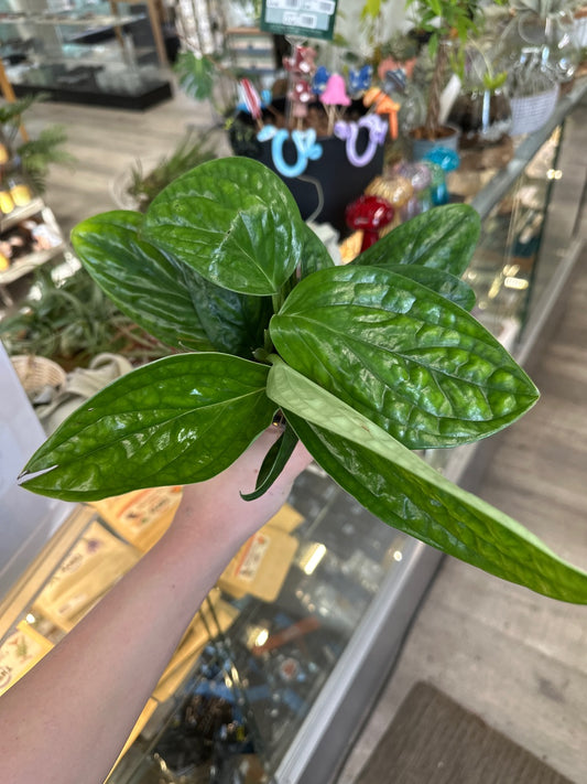 Monstera karstenianum 'Peru' (#437956243)