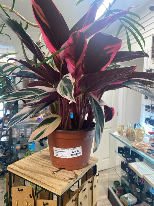 Stromanthe triostar (#777487252)