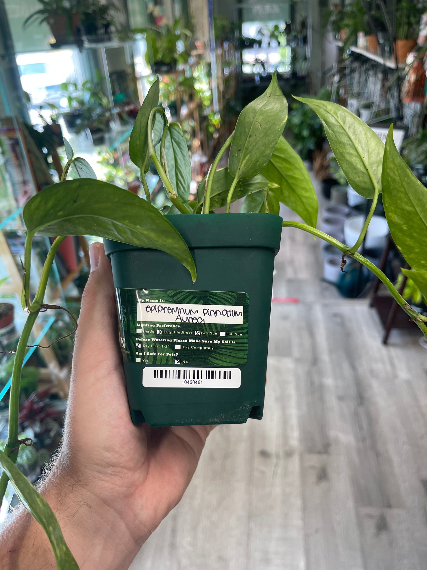 Epipremnum Pinnatum Aurea 4 (Growers Choice EPA4) – Zen Botanicals & Gift  Shop