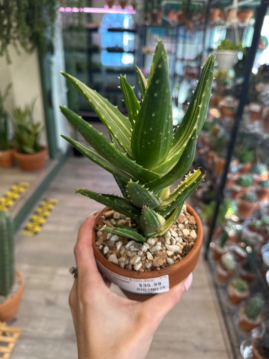 Aloe nobilis 'Variegated' (#375968823)