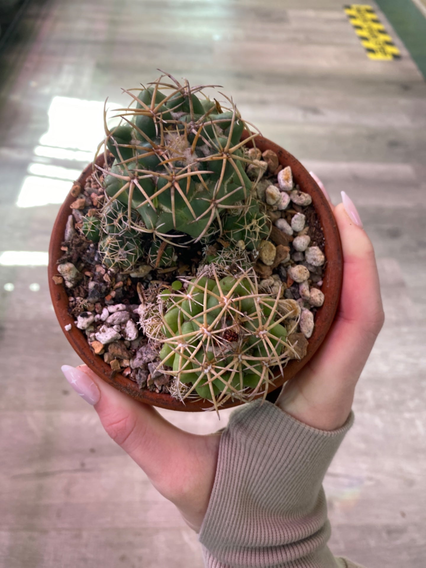 Coryphantha elephantidens 'Elephants Tooth' (4" Clay Pot) [ID #1399387]