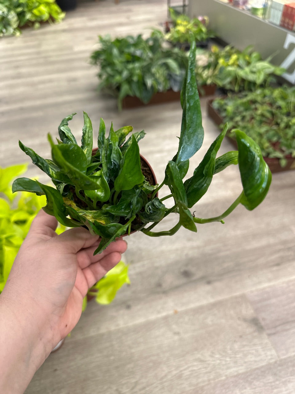 Epipremnum cv. 'Shangri La' (#354512836)