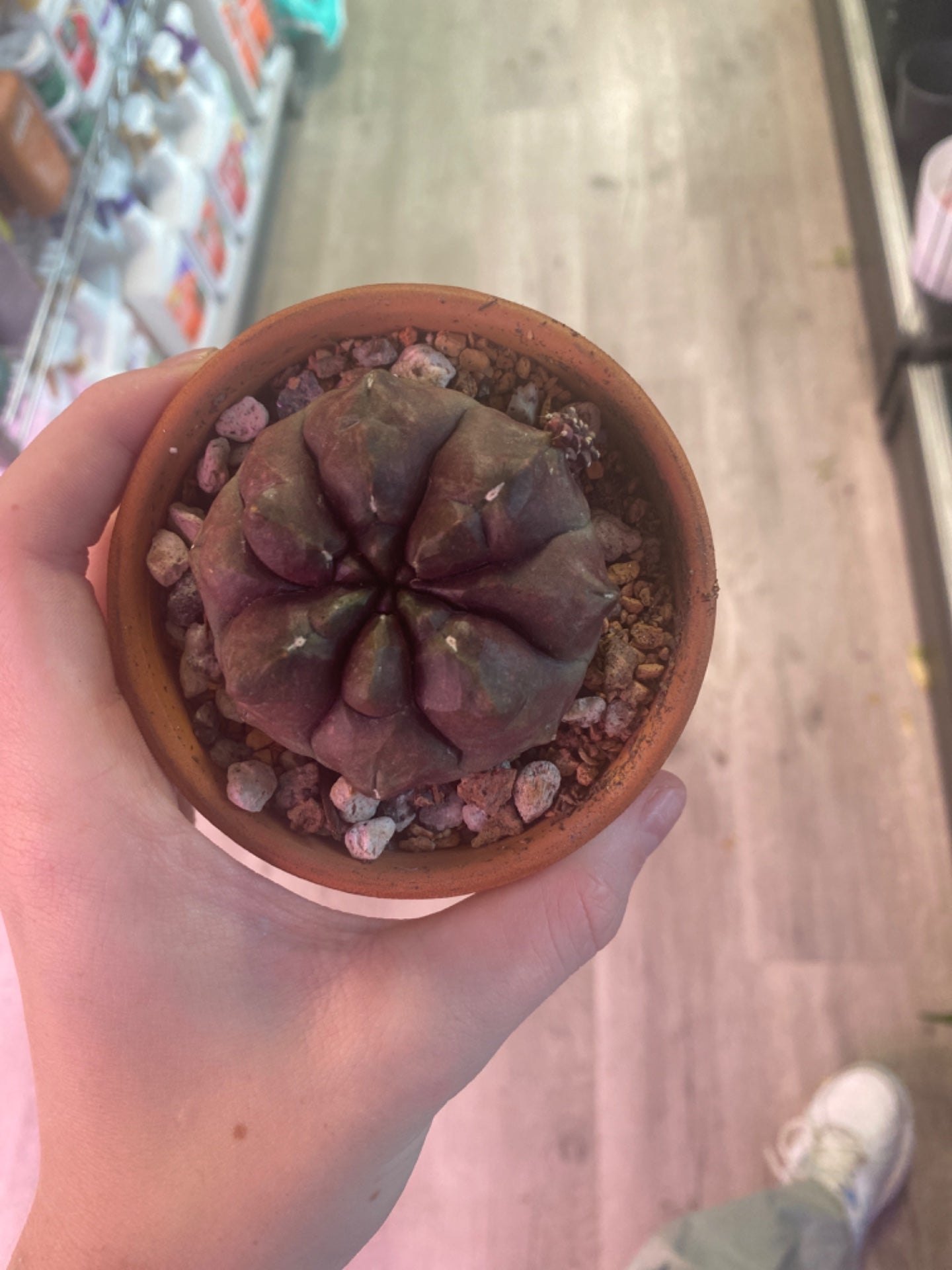 Gymnocalycium cristata 'Day Dream' (3.5") [ID #31002451]