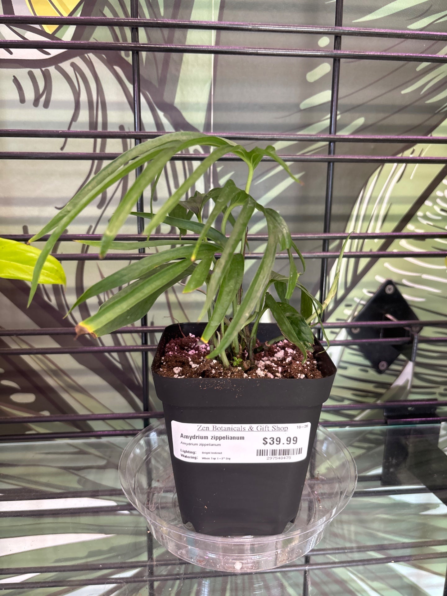 Amydrium zippelianum (#297548475)