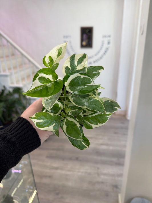 Epipremnum Cv. 'Njoy' (#986681200)