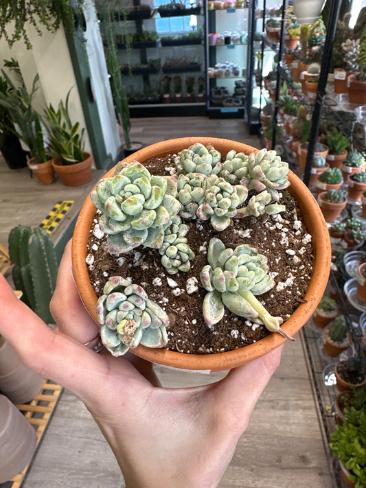 Echeveria cv. 'Blue Elf' (#981114779)