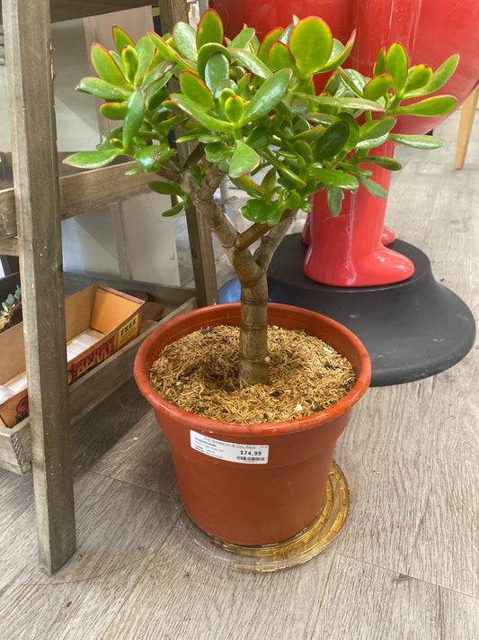 Crassula ovata 'Sunset Jade' (#139905311)