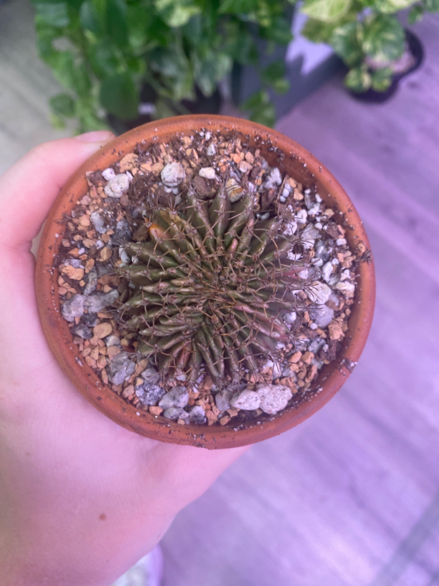 Gymnocalycium var. cristata (3") [ID #39509417426]