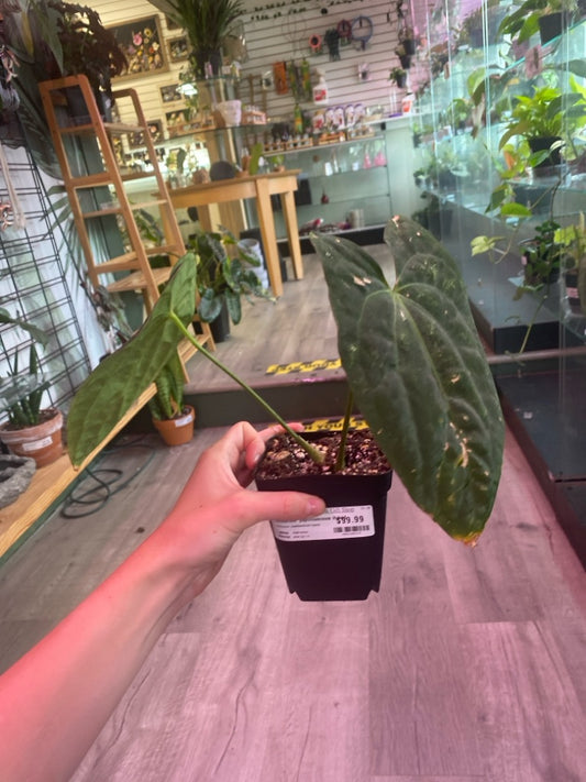 Anthurium  papillilaminum Hybrid  (#484160319)