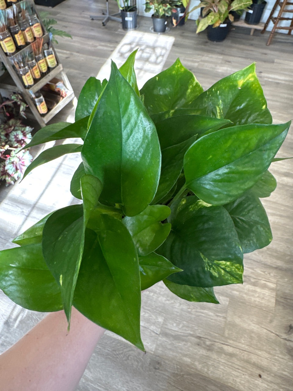 Epipremnum aureum 'Golden' (#779064499)