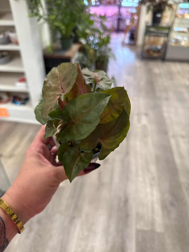 Syngonium Cv. 'Strawberry Ice' (#704118837)