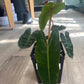 Philodendron billietiae (#748329099)