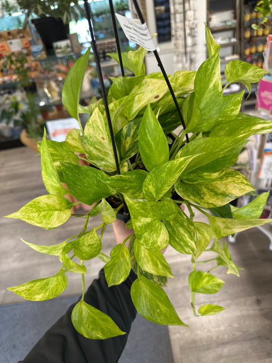 Pothos epipremnum aureum 'Neon Queen' (6" Hanging Baskekt) [ID #74531265]