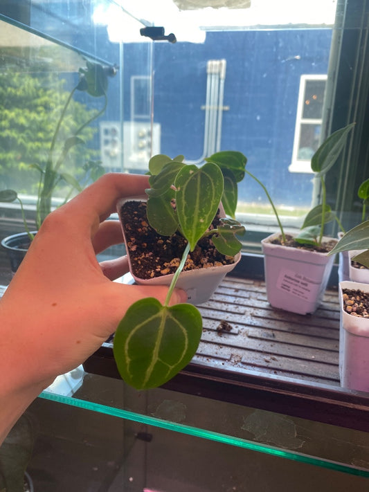 Anthurium noID '2x seedling' (#708218249)