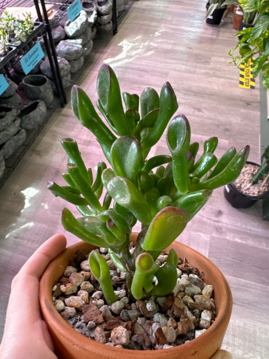 Crassula ovata 'Gollum Jade' (4" Clay Pot) [ID #68848783]