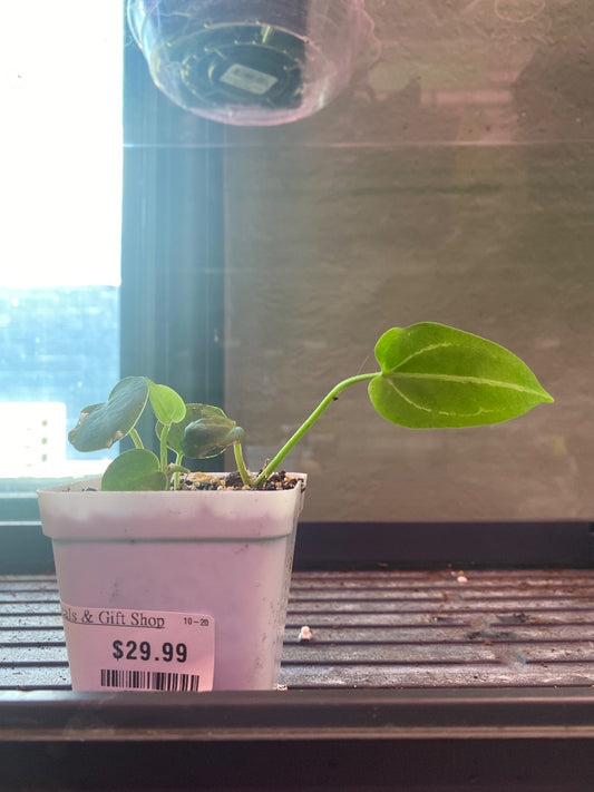 Anthurium noID '2x seedling' (#270527381)