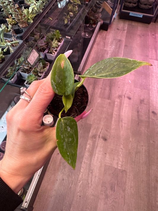 Anthurium cv. 'King Veitchii' (#433482664)