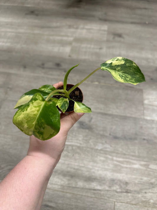 Philodendron cv. 'Burle Marx Variegated' (#107548162)