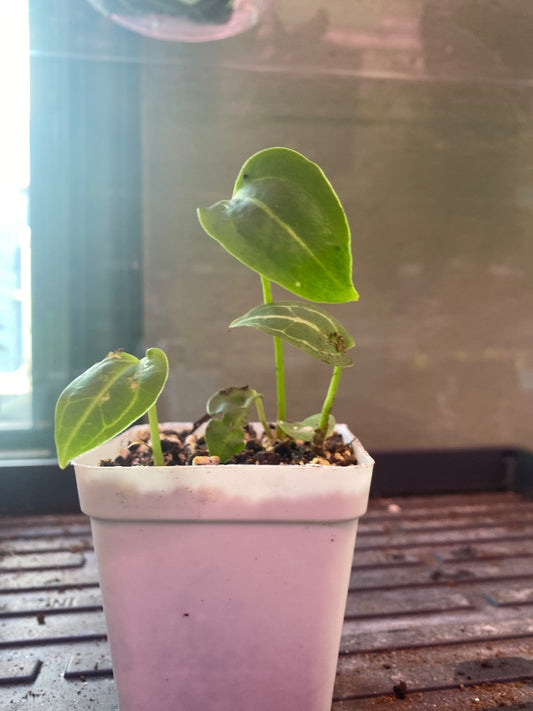 Anthurium noID '2x seedling' (#951331636)