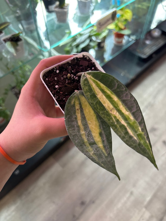 Hoya macrophylla 'Pot of Gold' (#246243106)